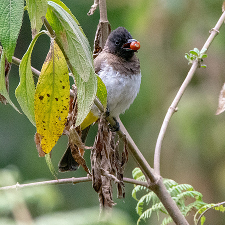 Common (Dodson's) bulbul