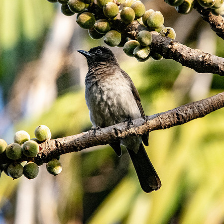 Common bulbul