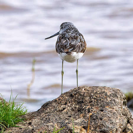 Greenshank