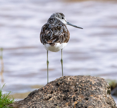 Greenshank