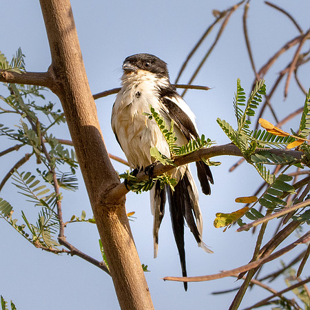 Common/northern fiscal