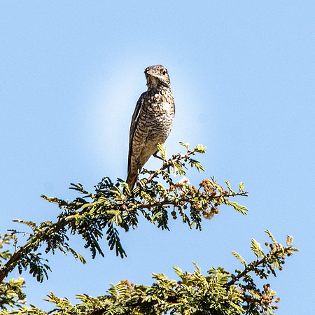 Common rock thrush