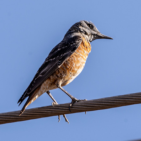 Common rock thrush