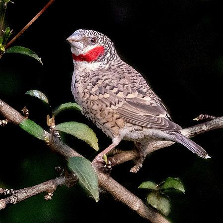 Cut throat finch