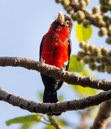 Double toothed barbet