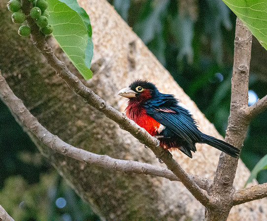 Double toothed barbet