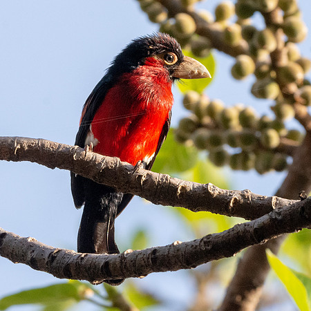 Double toothed barbet