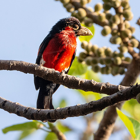 Double toothed barbet
