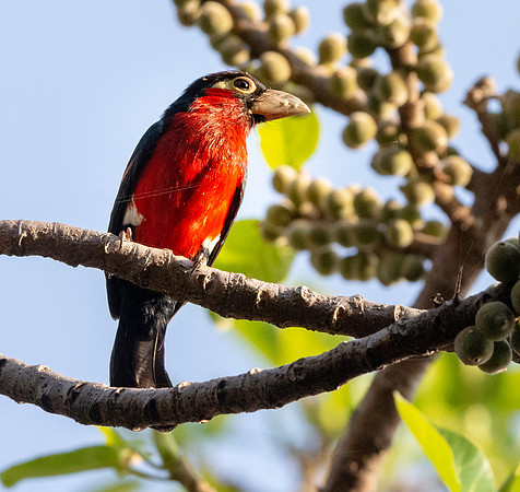 Double toothed barbet