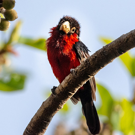 Double toothed barbet
