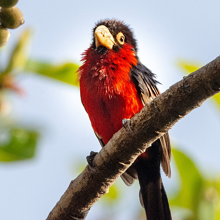 Double toothed barbet