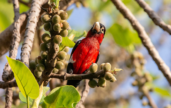 Double toothed barbet