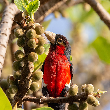 Double toothed barbet