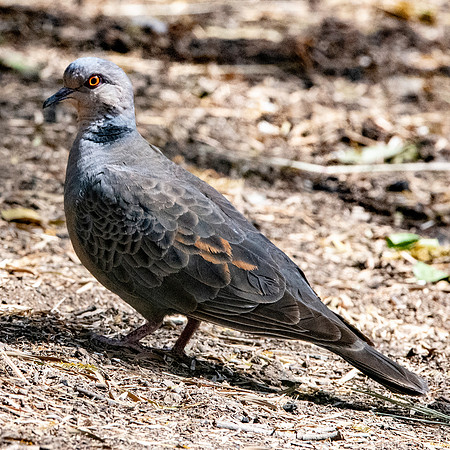 Dusky turtle dove