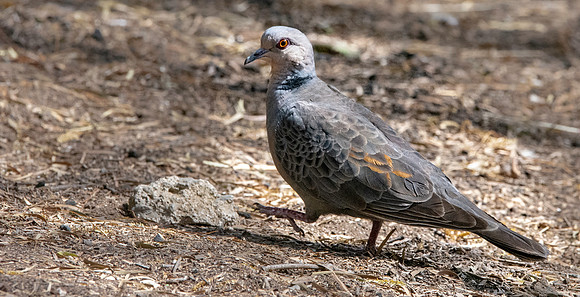 Dusky turtle dove