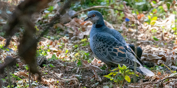 Dusky turtle dove
