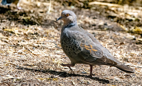 Dusky turtle dove