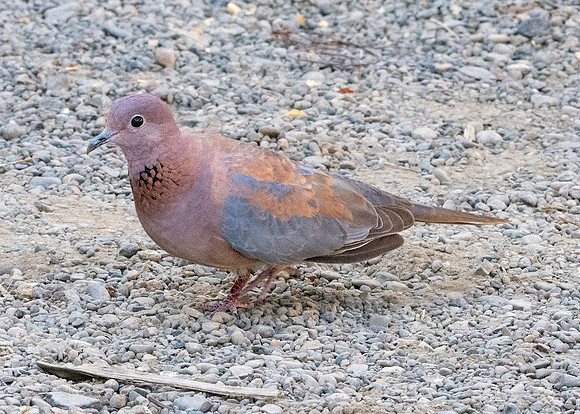 Dusky turtle dove