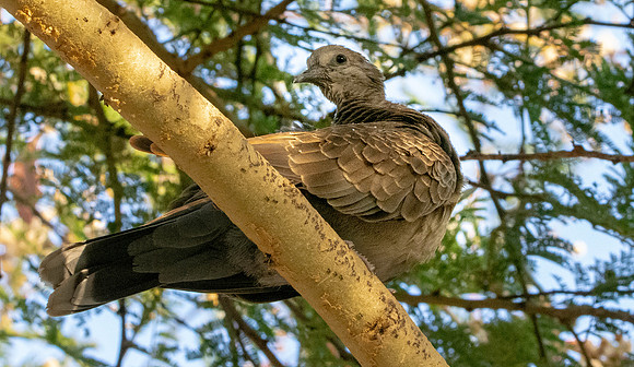 Dusky turtle dove
