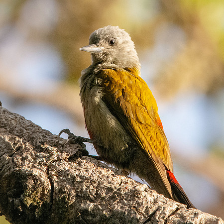 Eastern grey headed woodpecker