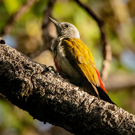 Eastern grey headed woodpecker