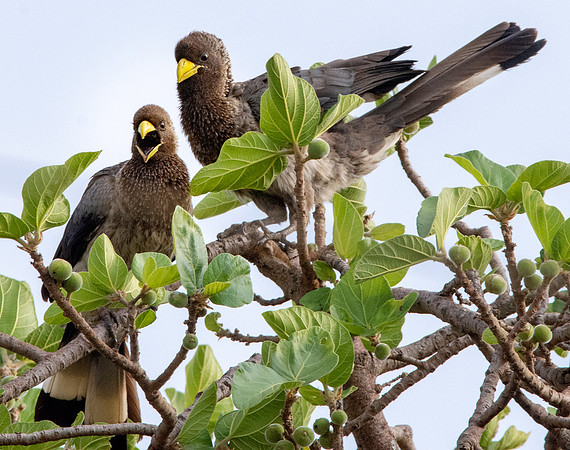 Eastern Plantain eater