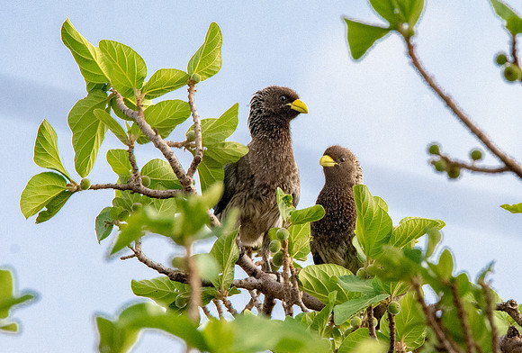 Eastern Plantain eater
