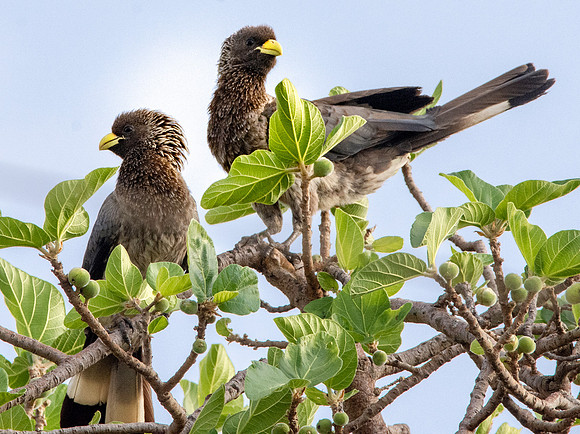 Eastern Plantain eater