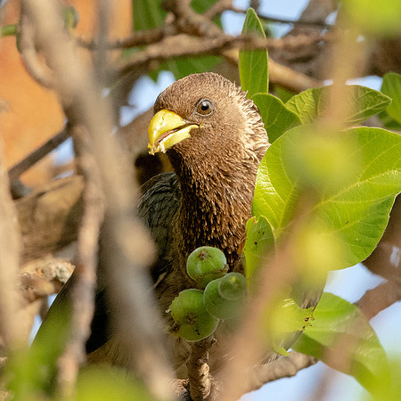 Eastern Plantain eater