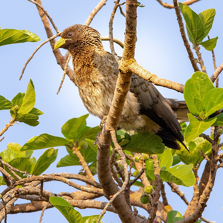 Eastern Plantain eater