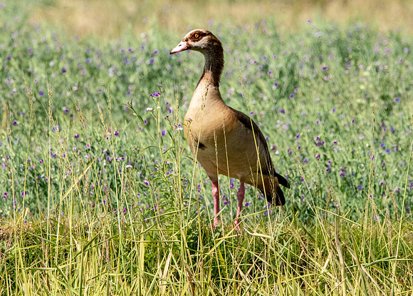 Egyptian goose
