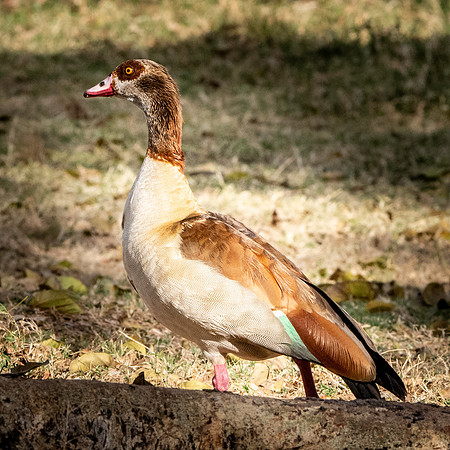Egyptian goose