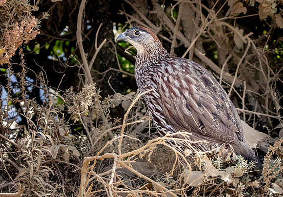 Erckel's francolin