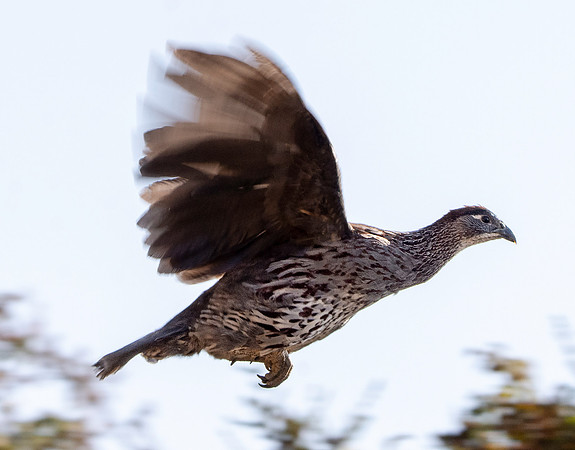 Erckel's francolin