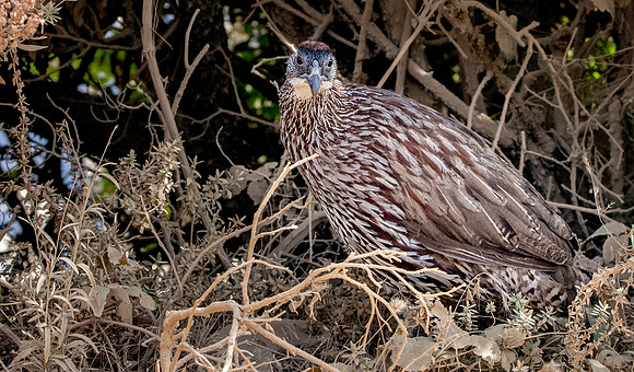 Erckel's francolin