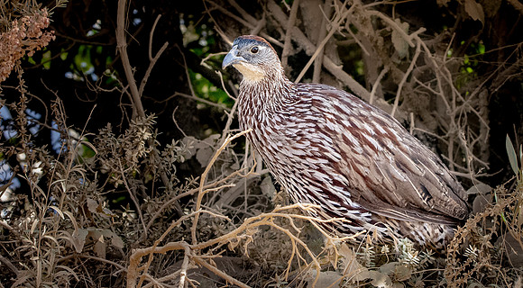 Erckel's francolin