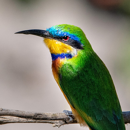 Ethiopian bee-eater