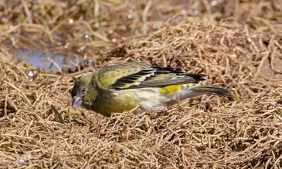 Ethiopian siskin