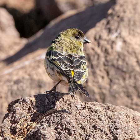 Ethiopian siskin
