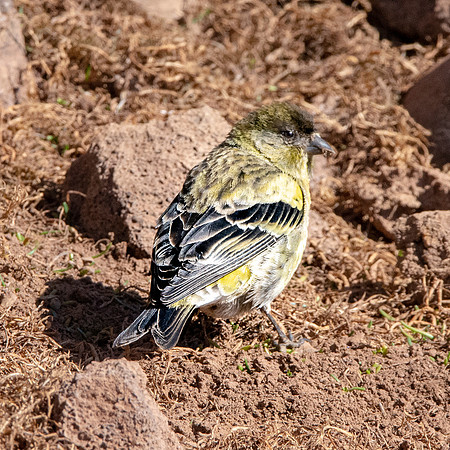 Ethiopian siskin