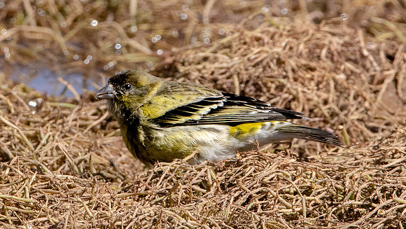 Ethiopian siskin
