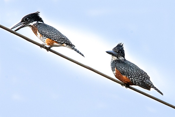 Giant kingfisher