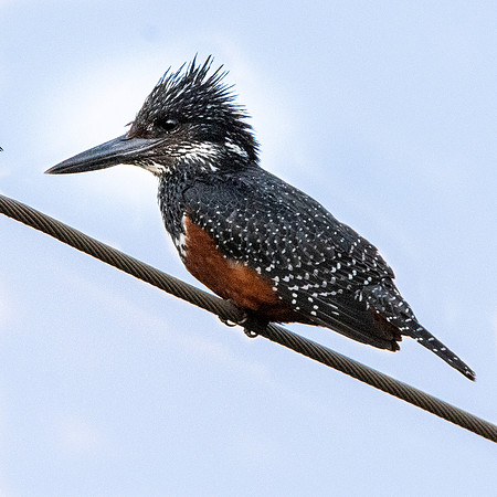 Giant kingfisher