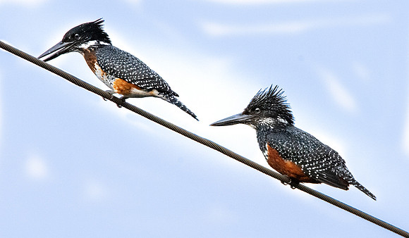 Giant kingfisher