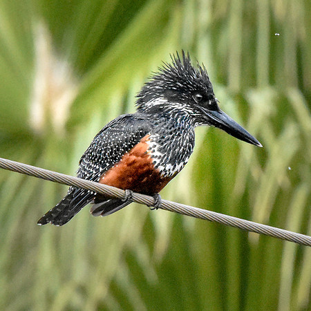 Giant kingfisher