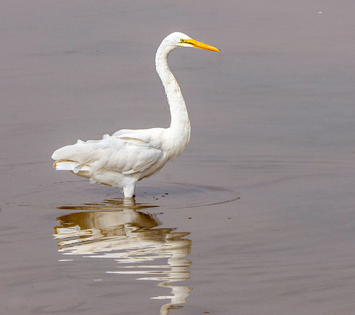 Great white egret