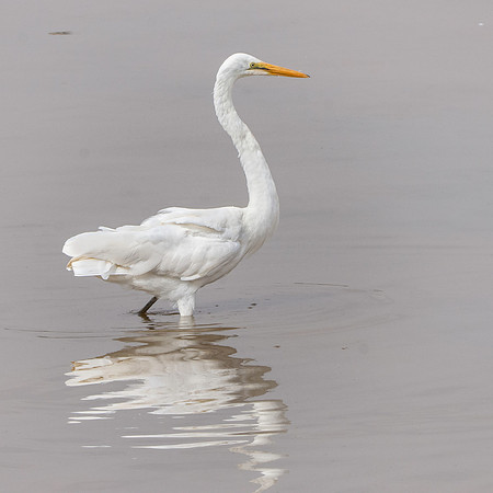 Great white egret