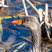 Greylag goose