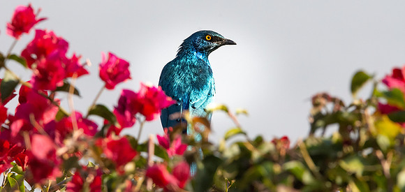 Greater blue eared starling