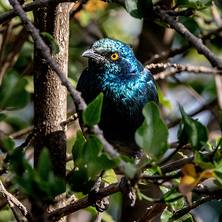 Greater blue eared starling